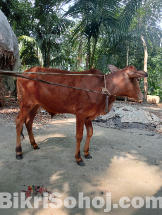 ষাড় বাছুর